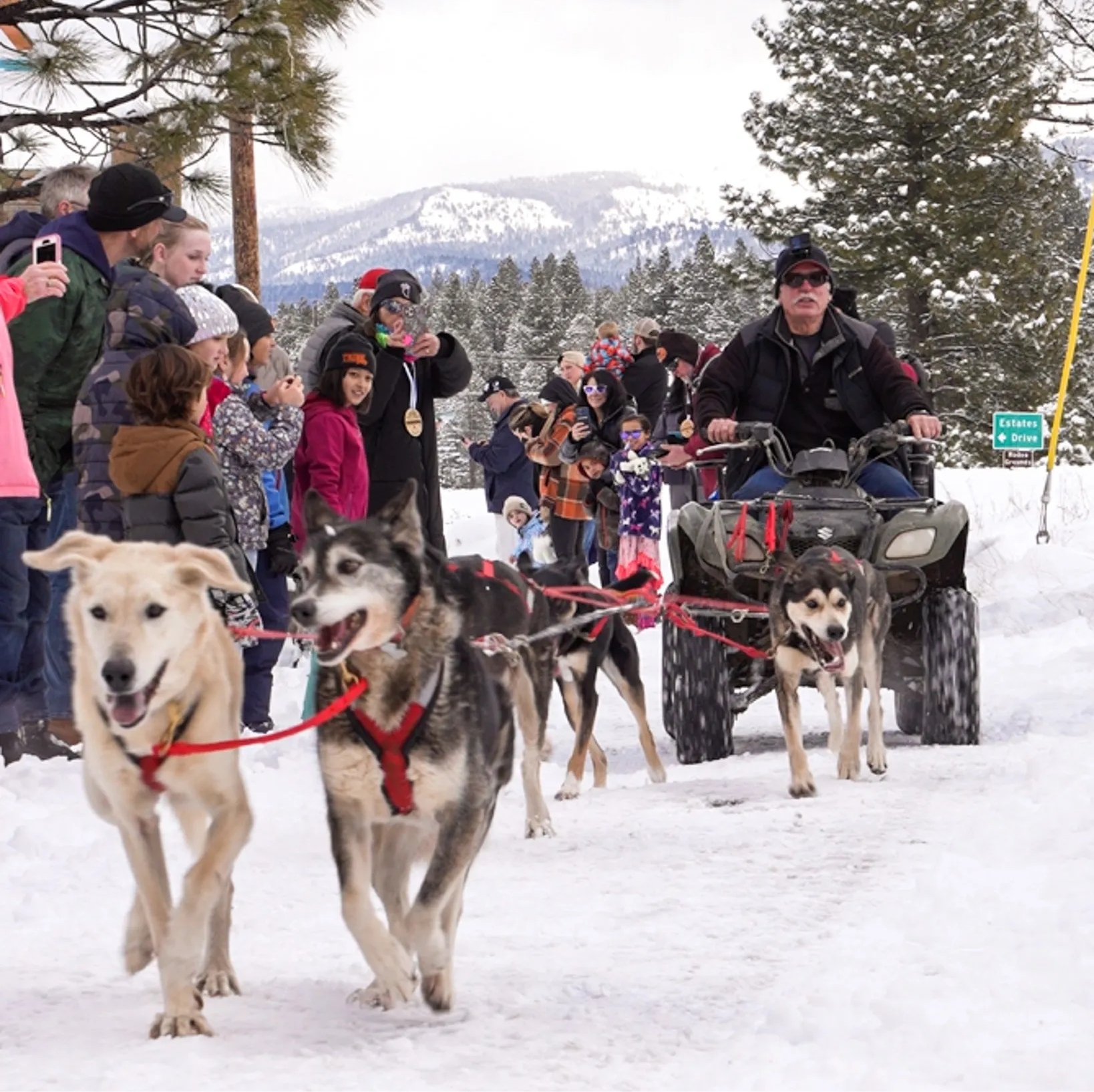 Sled dogs